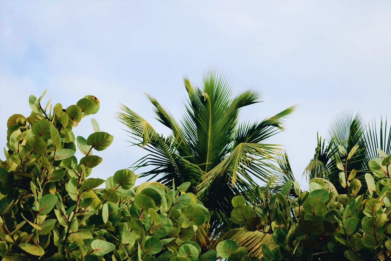 beach clean up and mangrove trimming